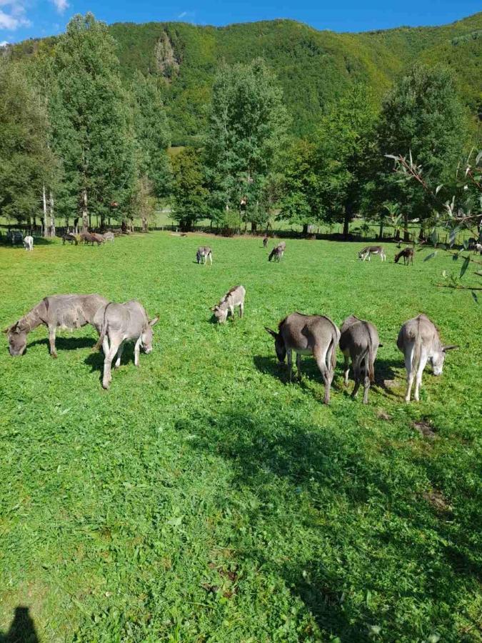 Mountain View Resort Gusinje ภายนอก รูปภาพ